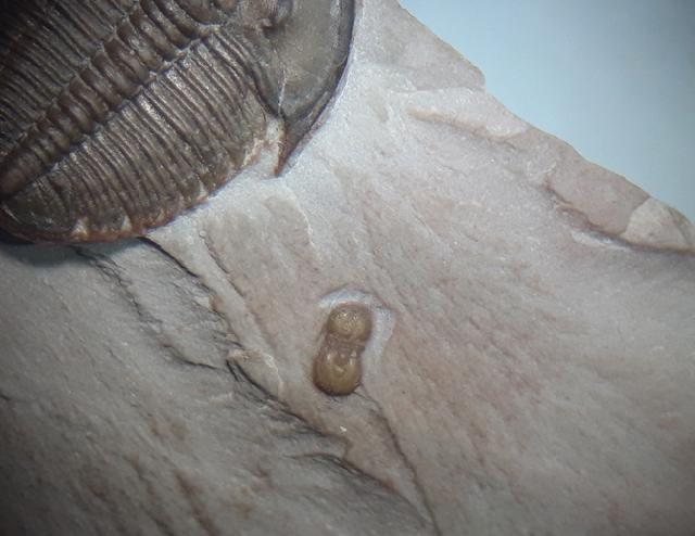 Elrathia kingii (MEEK 1870) & Peronopsis interstricta (WHITE 1874) - Bild &copy; FossNet FossilienStore